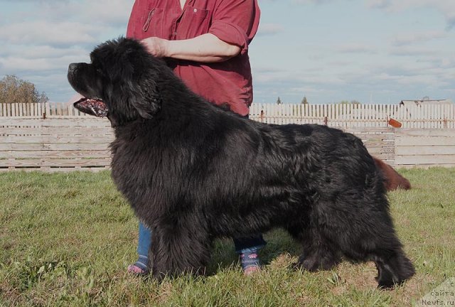 Фото: ньюфаундленд King of Helluland I'm Precious