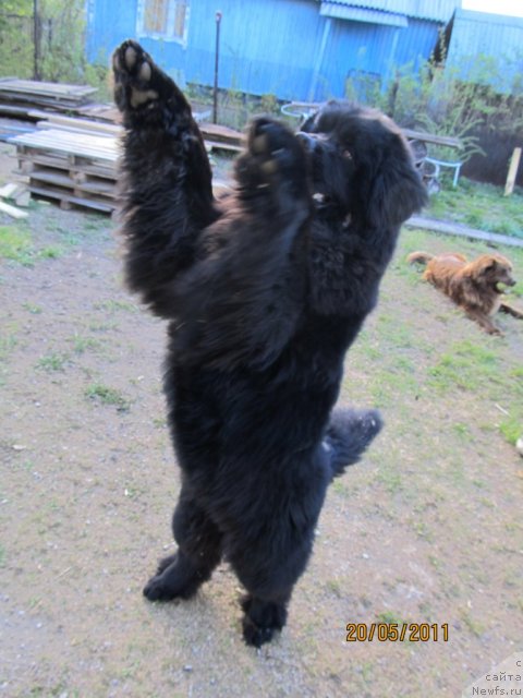 Фото: ньюфаундленд Их Высочество Владлена Маджикс