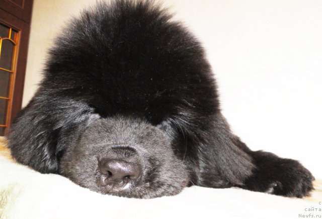 Фото: Бегущая по волнам Дансинг Квин