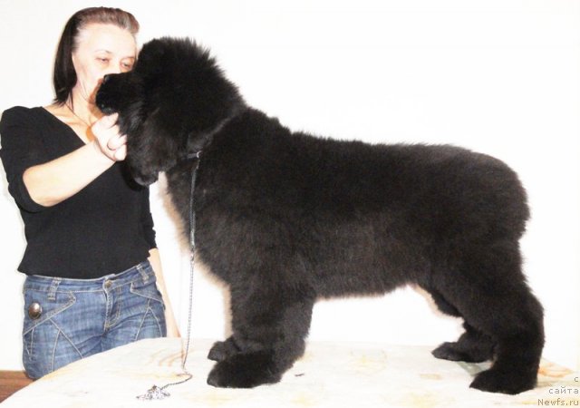 Фото: ньюфаундленд Бегущая по Волнам Дансинг Квин (Beguschaya po Volnam Dancing Queen)