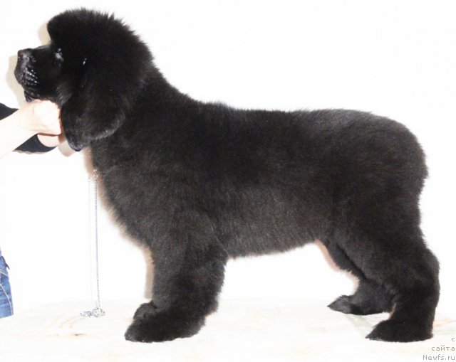 Фото: ньюфаундленд Бегущая по Волнам Дансинг Квин (Beguschaya po Volnam Dancing Queen)