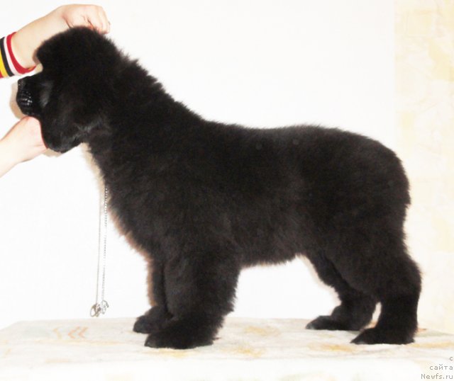 Фото: ньюфаундленд Бегущая по Волнам Дансинг Квин (Beguschaya po Volnam Dancing Queen)