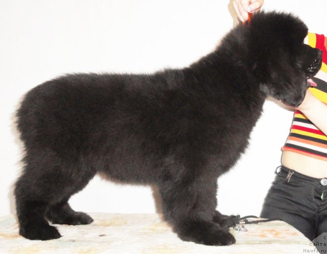 Фото: Бегущая по волнам Дансинг Квин