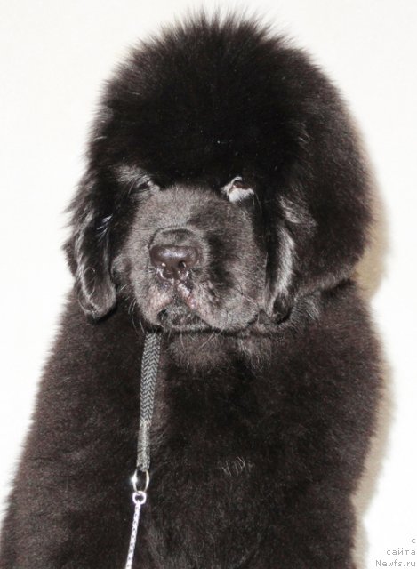 Фото: ньюфаундленд Бегущая по Волнам Дансинг Квин (Beguschaya po Volnam Dancing Queen)