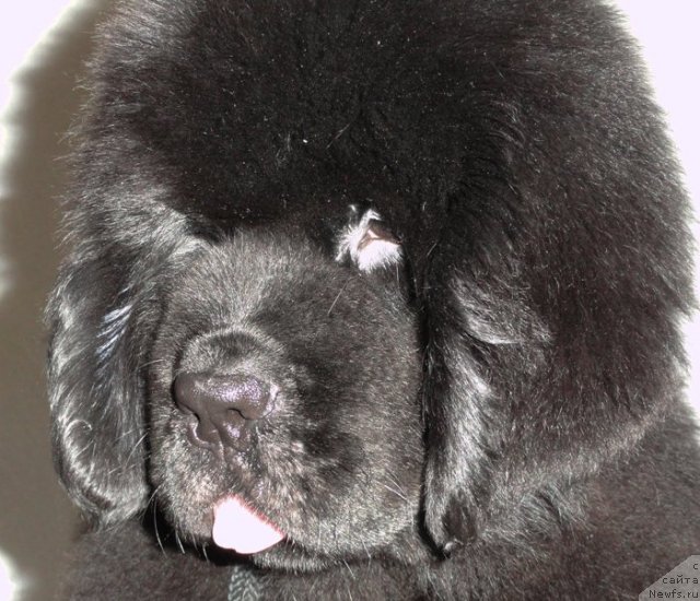 Фото: ньюфаундленд Бегущая по Волнам Дансинг Квин (Beguschaya po Volnam Dancing Queen)