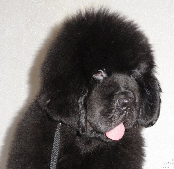 Фото: ньюфаундленд Бегущая по Волнам Дансинг Квин (Beguschaya po Volnam Dancing Queen)