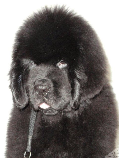 Фото: ньюфаундленд Бегущая по Волнам Дансинг Квин (Beguschaya po Volnam Dancing Queen)