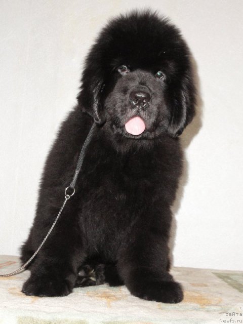 Фото: ньюфаундленд Бегущая по Волнам Дансинг Квин (Beguschaya po Volnam Dancing Queen)