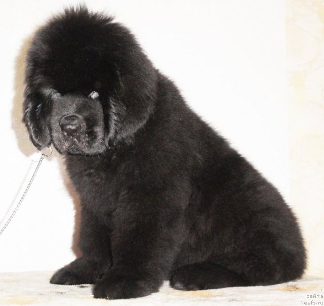 Фото: ньюфаундленд Бегущая по Волнам Дансинг Квин (Beguschaya po Volnam Dancing Queen)