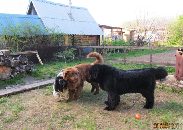 Фото: ньюфаундленд Их Высочество Владлена Маджикс, ньюфаундленд Супер Бизон Екатеринбург (Super Bizon Ekaterinburg), Данчик