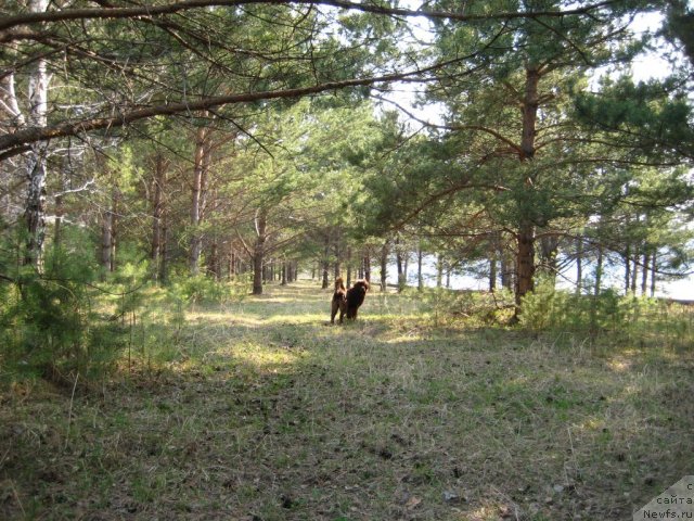 Фото: ньюфаундленд Багряная Осень из Аркаима