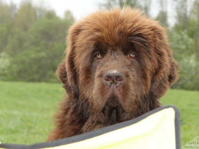 Фото: ньюфаундленд Бархатка Роскошная