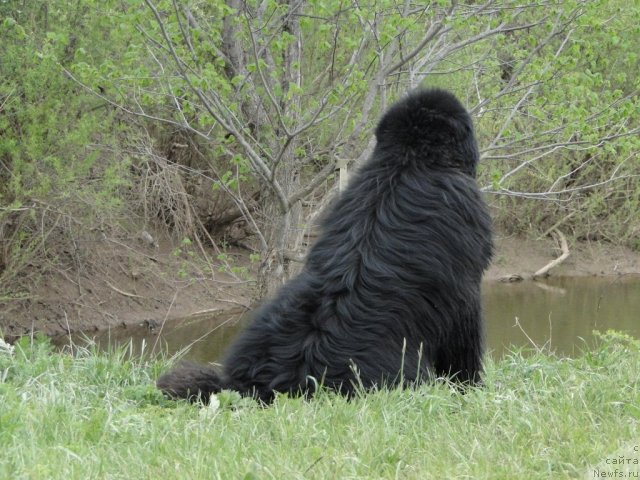 Фото: ньюфаундленд Ньюфорт Лунный Бархат