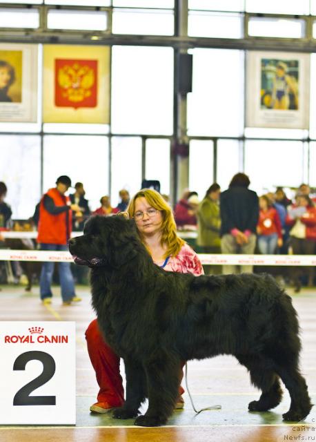 Фото: ньюфаундленд Сент Джонс Индиго, Юлия Ястребова