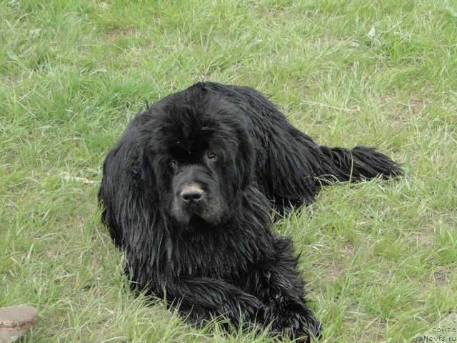 Фото: ньюфаундленд Баловень Судьбы