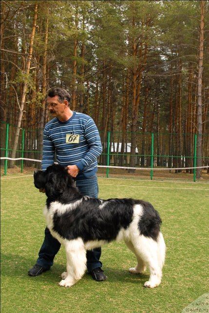 Фото: ньюфаундленд Супер Премиум Ему Нет Равных