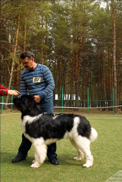 Фото: ньюфаундленд Супер Премиум Ему Нет Равных