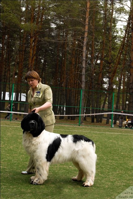 Фото: ньюфаундленд Супер Бизон Батон