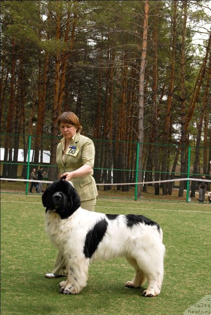 Фото: ньюфаундленд Супер Бизон Батон