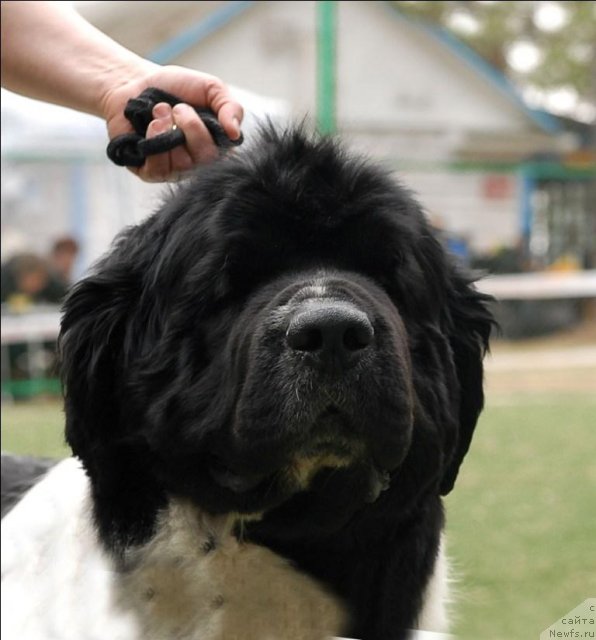 Фото: ньюфаундленд Супер Бизон Батон