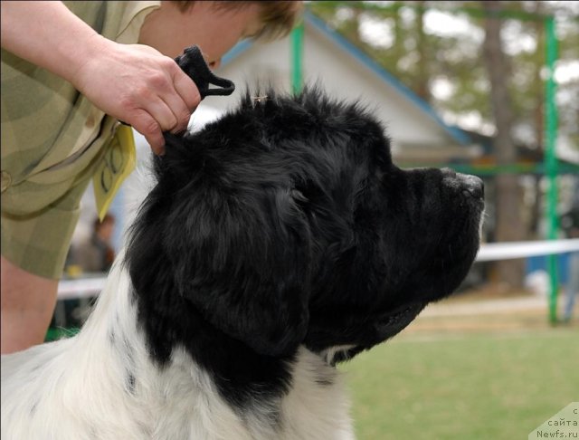 Фото: ньюфаундленд Супер Бизон Батон
