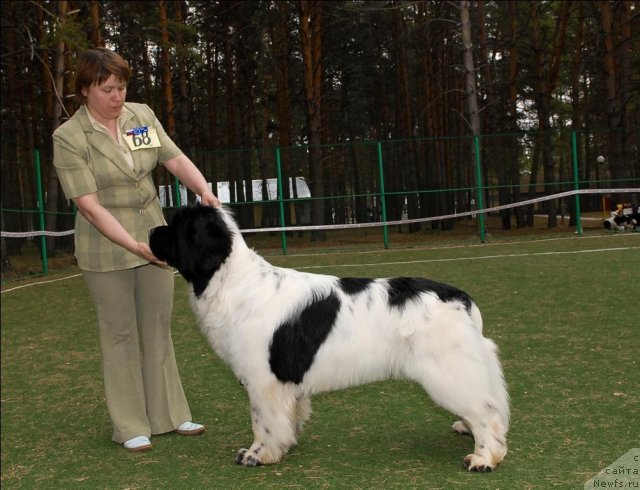 Фото: ньюфаундленд Супер Бизон Батон