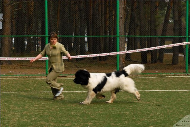 Фото: ньюфаундленд Супер Бизон Батон