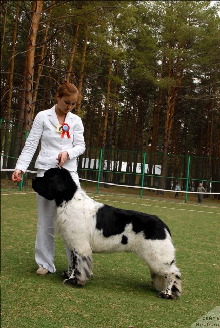 Фото: ньюфаундленд Супер Бизон Арго (Super Bizon Argo)