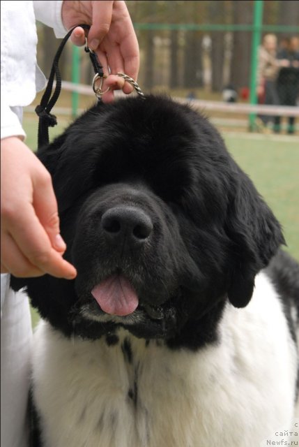 Фото: ньюфаундленд Супер Бизон Арго (Super Bizon Argo)