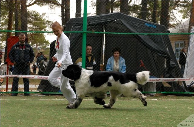 Фото: ньюфаундленд Супер Бизон Арго (Super Bizon Argo)
