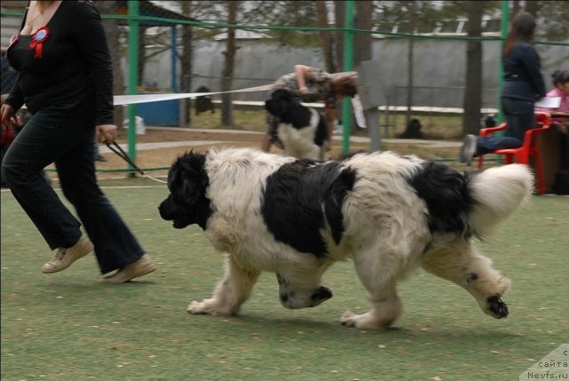 Фото: ньюфаундленд Кипер Соул Жемчужный Король