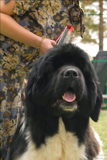 Фото: ньюфаундленд Chatkantarra Taro