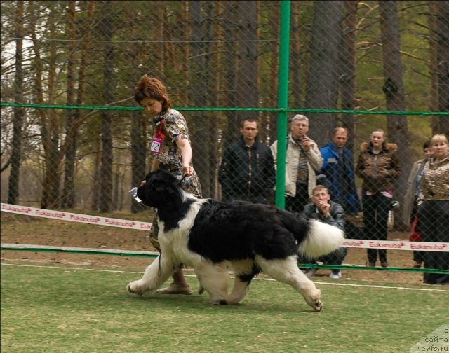 Фото: ньюфаундленд Chatkantarra Taro