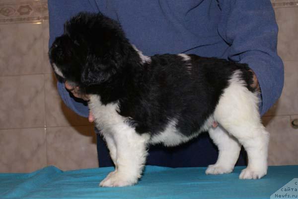 Фото: ньюфаундленд Ландыш Серебристый с Берега Дона