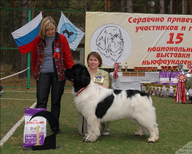 Фото: ньюфаундленд Супер Бизон Батон