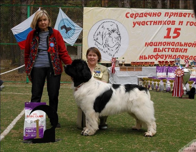 Фото: ньюфаундленд Супер Бизон Батон