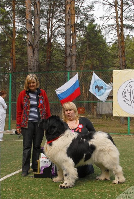 Фото: ньюфаундленд Кипер Соул Жемчужный Король