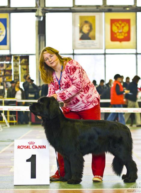 Фото: ньюфаундленд Сент Джонс Инфинити, Юлия Ястребова