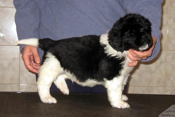 Фото: ньюфаундленд Лик Лучезарный с Берега Дона (Lik Luchezarny s Berega Dona)