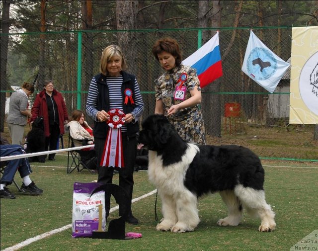 Фото: ньюфаундленд Chatkantarra Taro