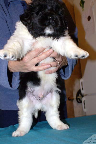 Фото: ньюфаундленд Лик Лучезарный с Берега Дона (Lik Luchezarny s Berega Dona)