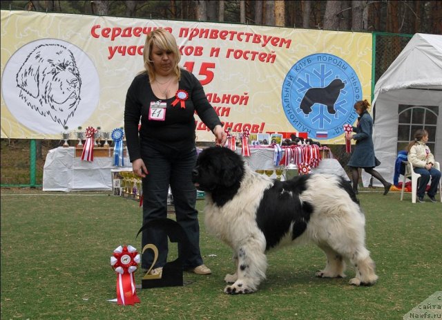 Фото: ньюфаундленд Кипер Соул Жемчужный Король