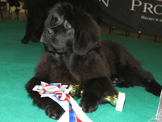 Фото: ньюфаундленд Особа Статная из Медвежьего Яра
