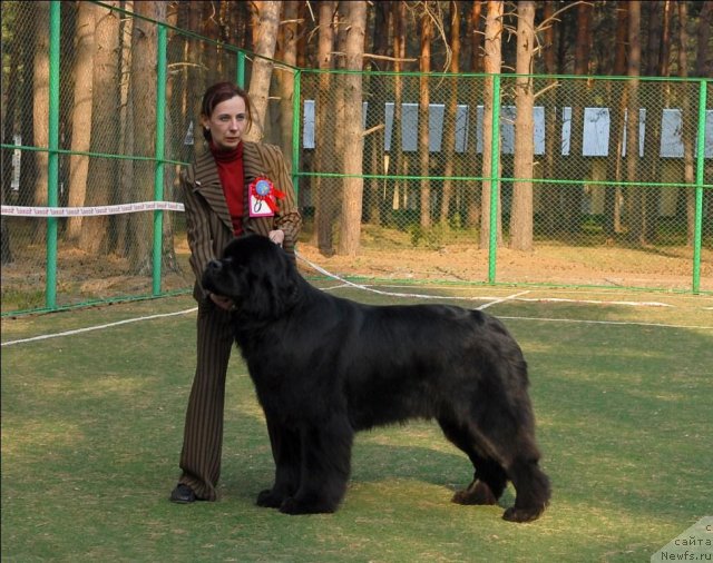 Фото: ньюфаундленд Акватория Келвин Килиманджаро (Aquatoriya Kelvin Kilimandzharo)