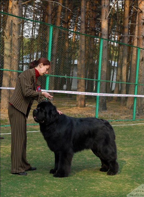 Фото: ньюфаундленд Акватория Келвин Килиманджаро (Aquatoriya Kelvin Kilimandzharo)
