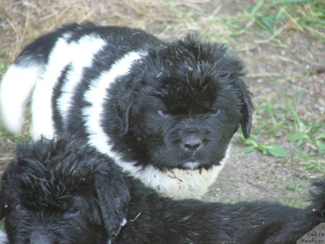Фото: ньюфаундленд Плюшевая Панда Уникальное Сокровище (Plushevaya Panda Unikalnoe Sokrowischtsche)