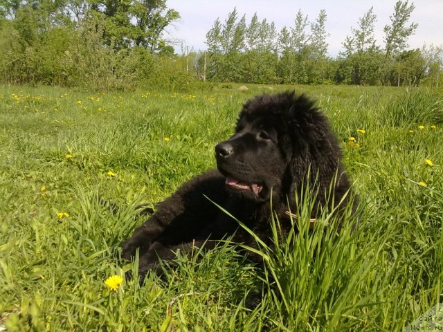 Фото: Щенок то, ньюфаундленд Великий Медведь Загадка, ньюфаундленд Атлант Бэст