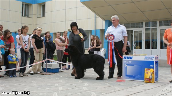 Фото: ньюфаундленд Маркиза из Медвежьего Яра