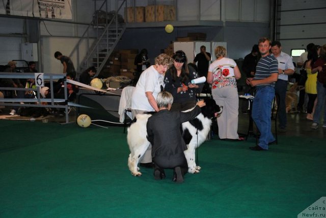 Фото: ньюфаундленд Хьюго Босс из Уникальной Коллекции