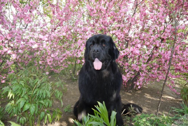 Фото: ньюфаундленд Рембрант Творец Шедевров